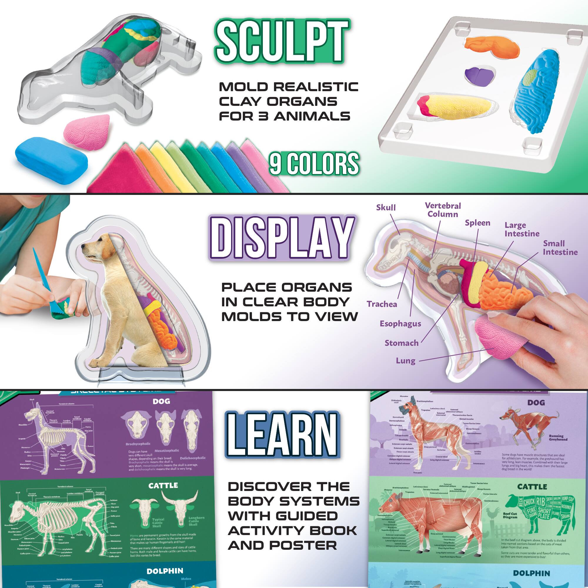 ArtSkills® Epic Lab Veterinary Science STEM Kit